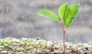 La vida de la lluvia
