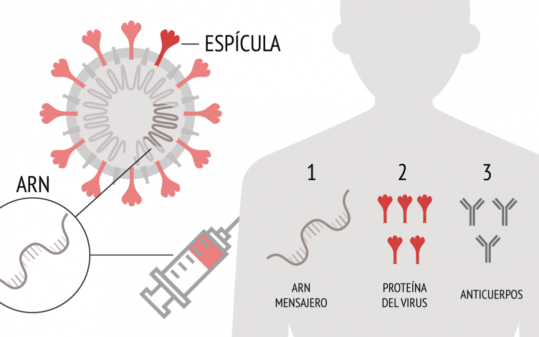 El mito de la eficacia y seguridad de las vacunas ARNm