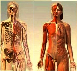 El cuerpo humano en números